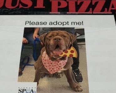 New York Pizza Shop Puts Shelter Dogs On Pizza Boxes To Help Them Get Adopted