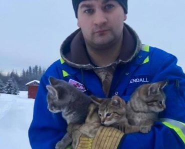 Man Rescues Three Abandoned  Kittens Stuck In The Snow