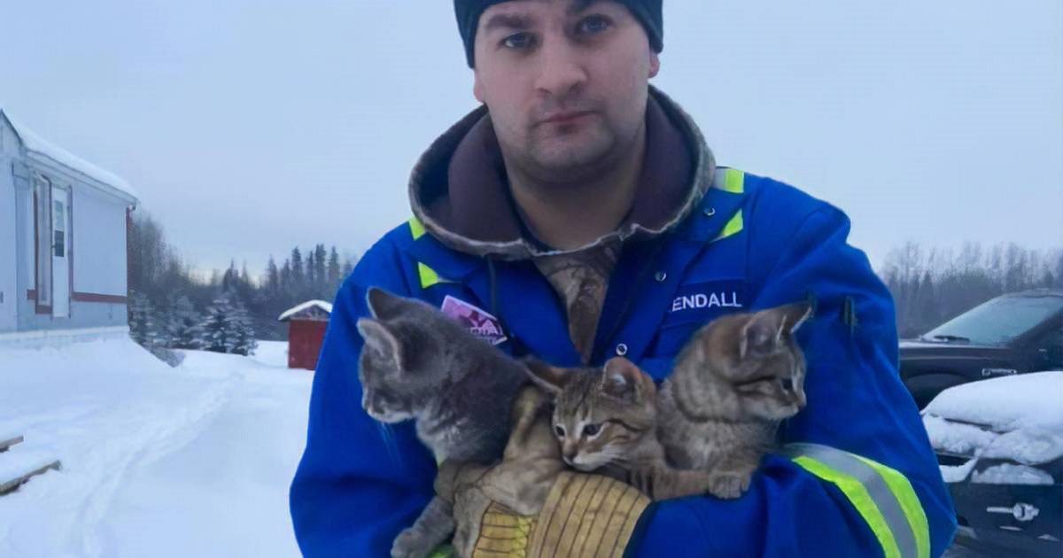 man rescues frozen kittens