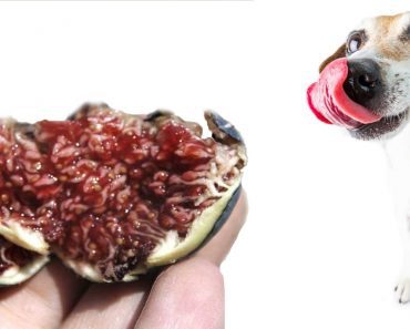 Can Dogs Eat Figs? Know This Mysterious Fact First Before Feeding Them