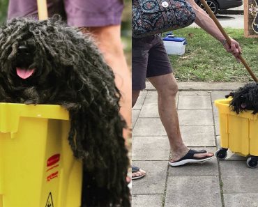 This Mop Dog Just Won Halloween And People Can’t Get Enough Of Him