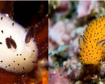 These Fluffy Little Sea Bunnies Are Taking Over The Internet
