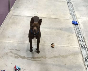 Dog Was Left Alone At The End Of An Adoption Event At Wayside Waifs Shelter