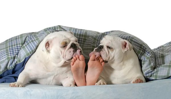 why do dogs lick your feet
