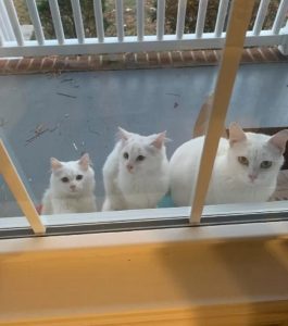 cat shows up at doorstep with her babies