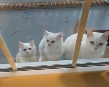 cat shows up at doorstep with her babies