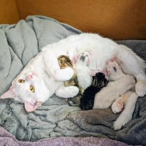 cat shows up at doorstep with her babies2