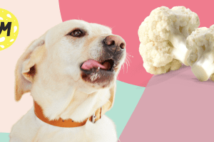 Can Dogs Eat Cauliflower? Is It Good For Them?