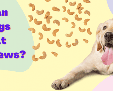 Can Dogs Eat Cashews? Let’s Find Out