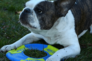 The Best Frisbee for Dogs: Top 8 Picks for Safe and Durable Playtime