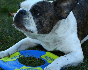 The Best Frisbee for Dogs: Top 8 Picks for Safe and Durable Playtime