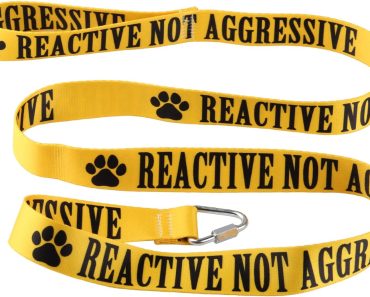 The Best Leash for Aggressive Dog Behavior: My Top Picks 2024