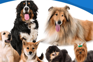 Best Supplements to Stop Dog Shedding: Top 8 Picks for a Healthy Coat