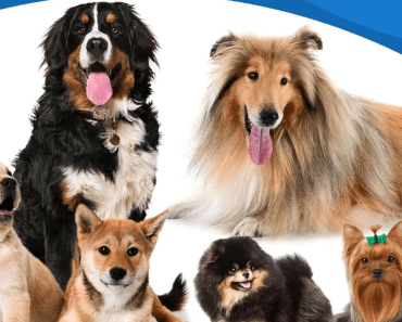 8 Best Supplements to Stop Dog Shedding: Top 8 Picks for a Healthy Coat