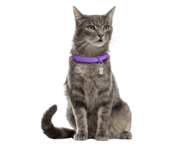 Best Cat Calming Collar: Top 8 Picks for a Stress-Free Feline