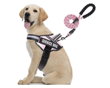 Top 8 Best Dog Training Vests for Easy and Effective Training