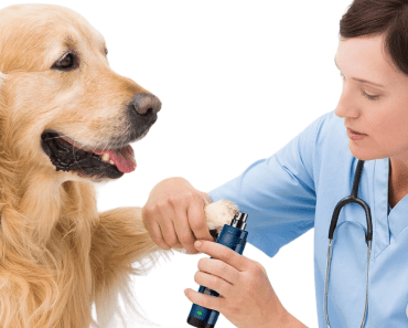 Top Best Nail Grinder for Dogs: Top 5 Picks for 2024