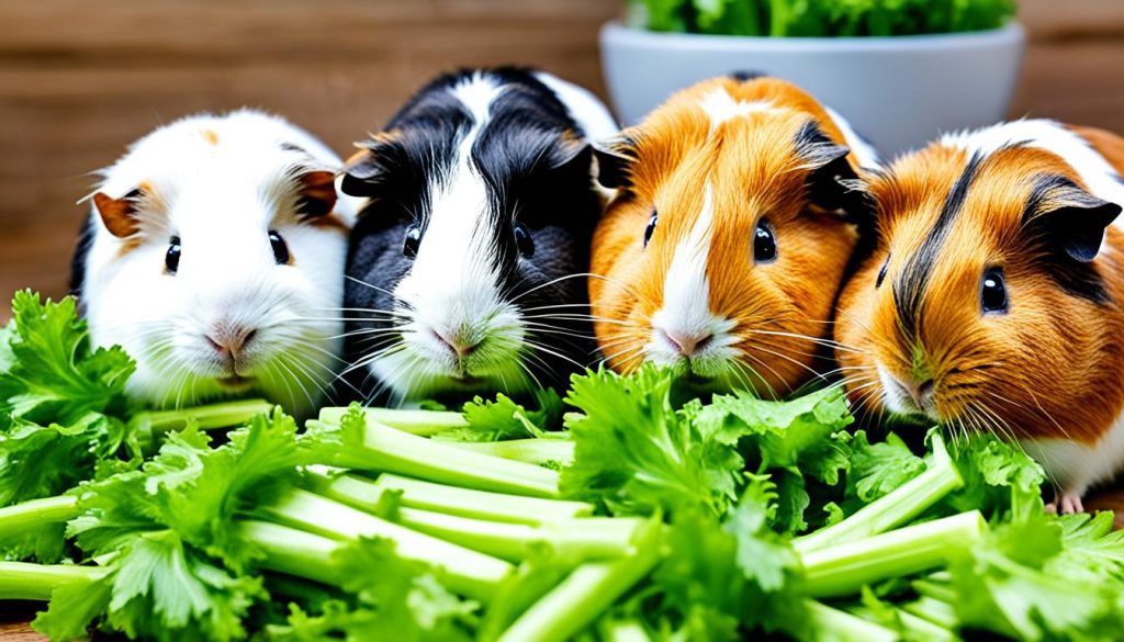 Feeding Celery to Guinea Pigs