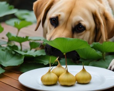 Safe Snacking 101: Can Dogs Eat Water Chestnuts?