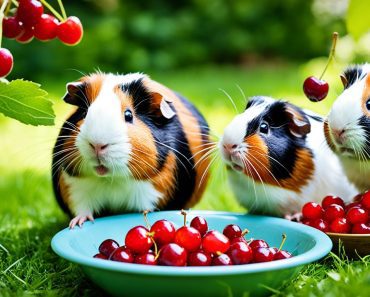 Can Guinea Pigs Eat Cherries? 4 Safe Treat Tips Unlocked