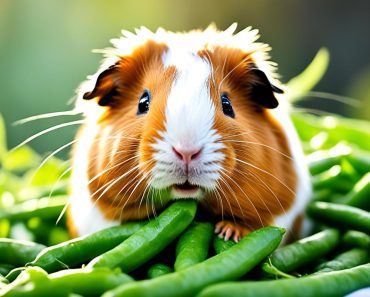 Can Guinea Pigs Eat Green Beans? 4 Amazing Benefits of Raw Beans