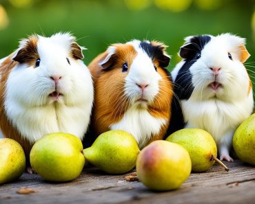 Can Guinea Pigs Eat Pears? A Comprehensive Guide 2024