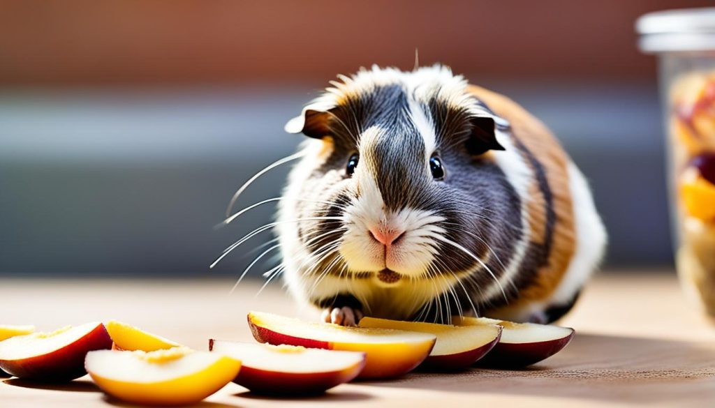 guinea pig eating plum