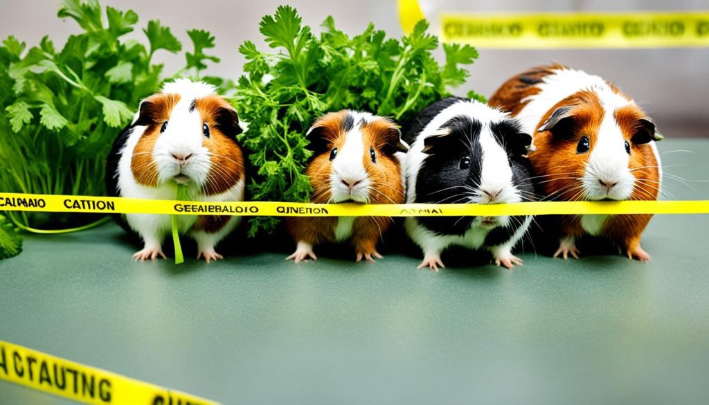 risks of feeding cilantro to guinea pigs