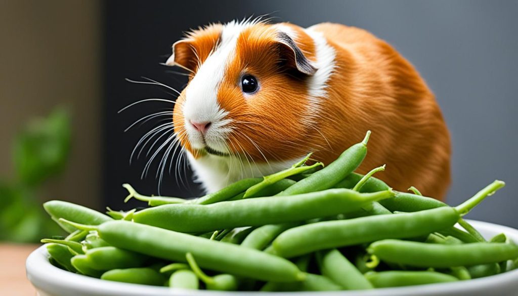 risks of green beans for guinea pigs